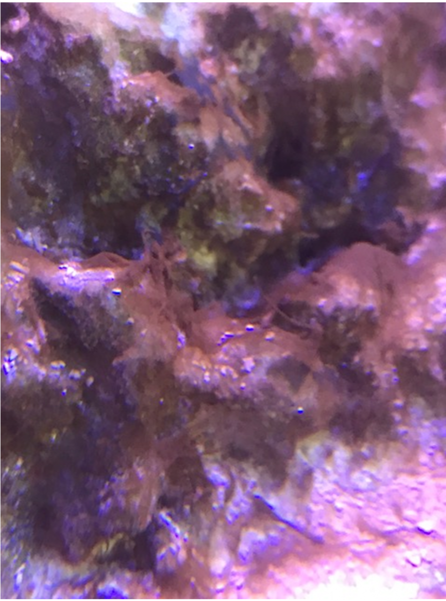 fish 2.png