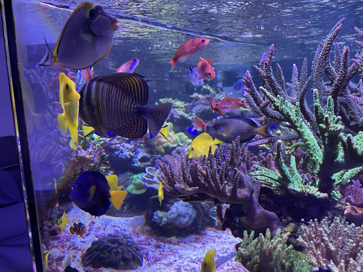Fish 3.jpeg