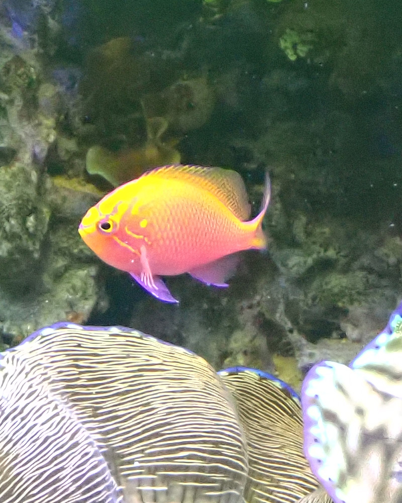 fish-4.jpg
