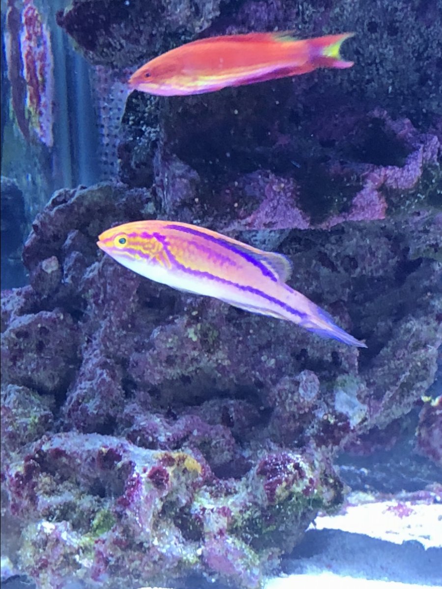 Fish 4.jpg