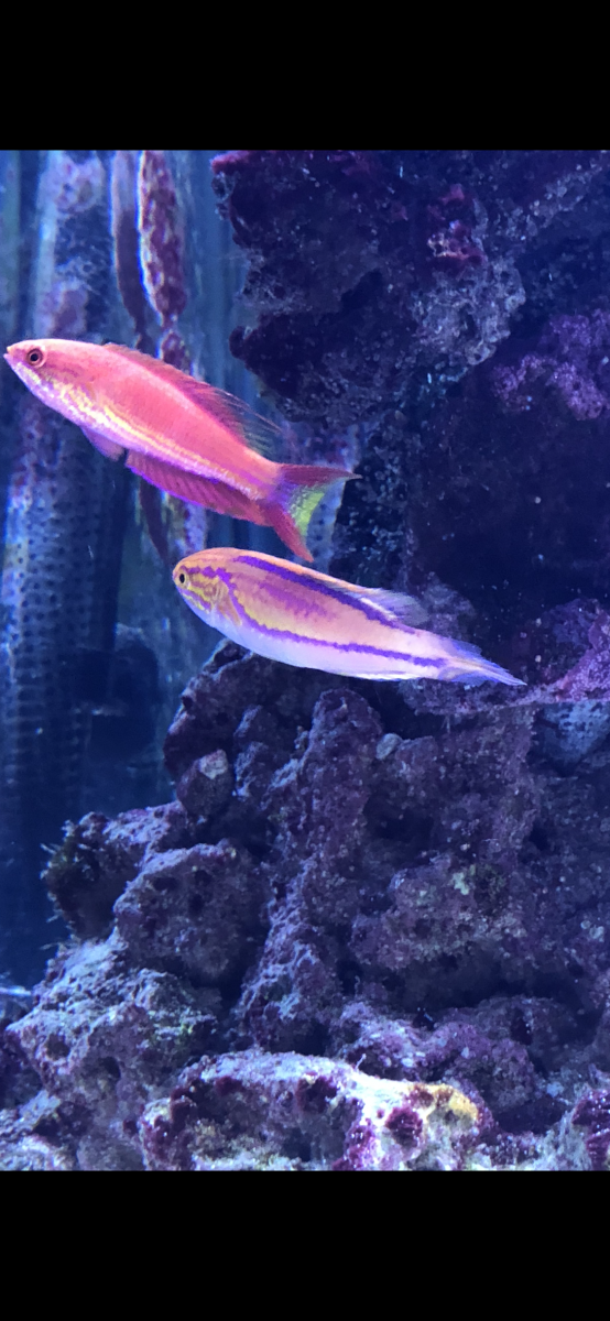 Fish 5.PNG