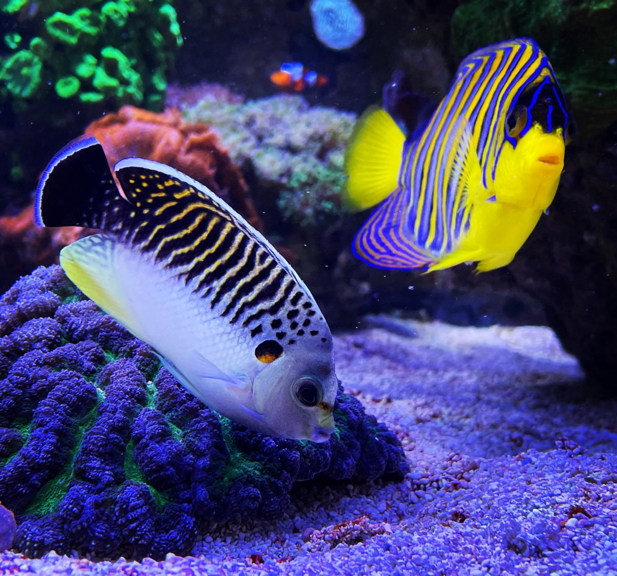 Fish angels.jpeg