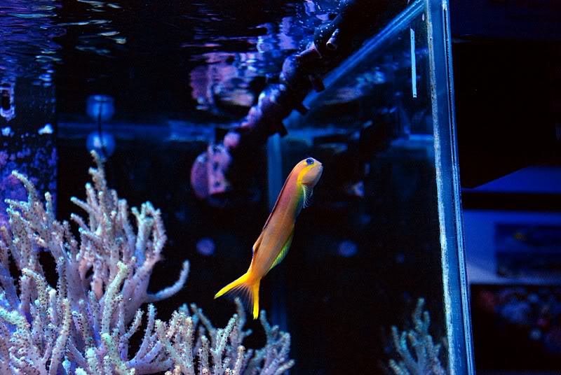 Reef Spotlight - Reef Spotlight - September 2011 - 