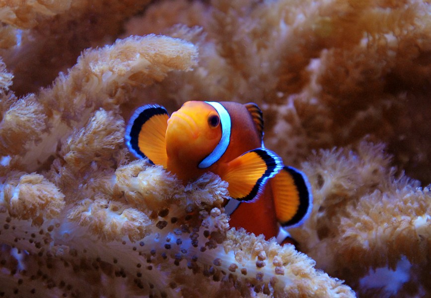 fish clown.jpg