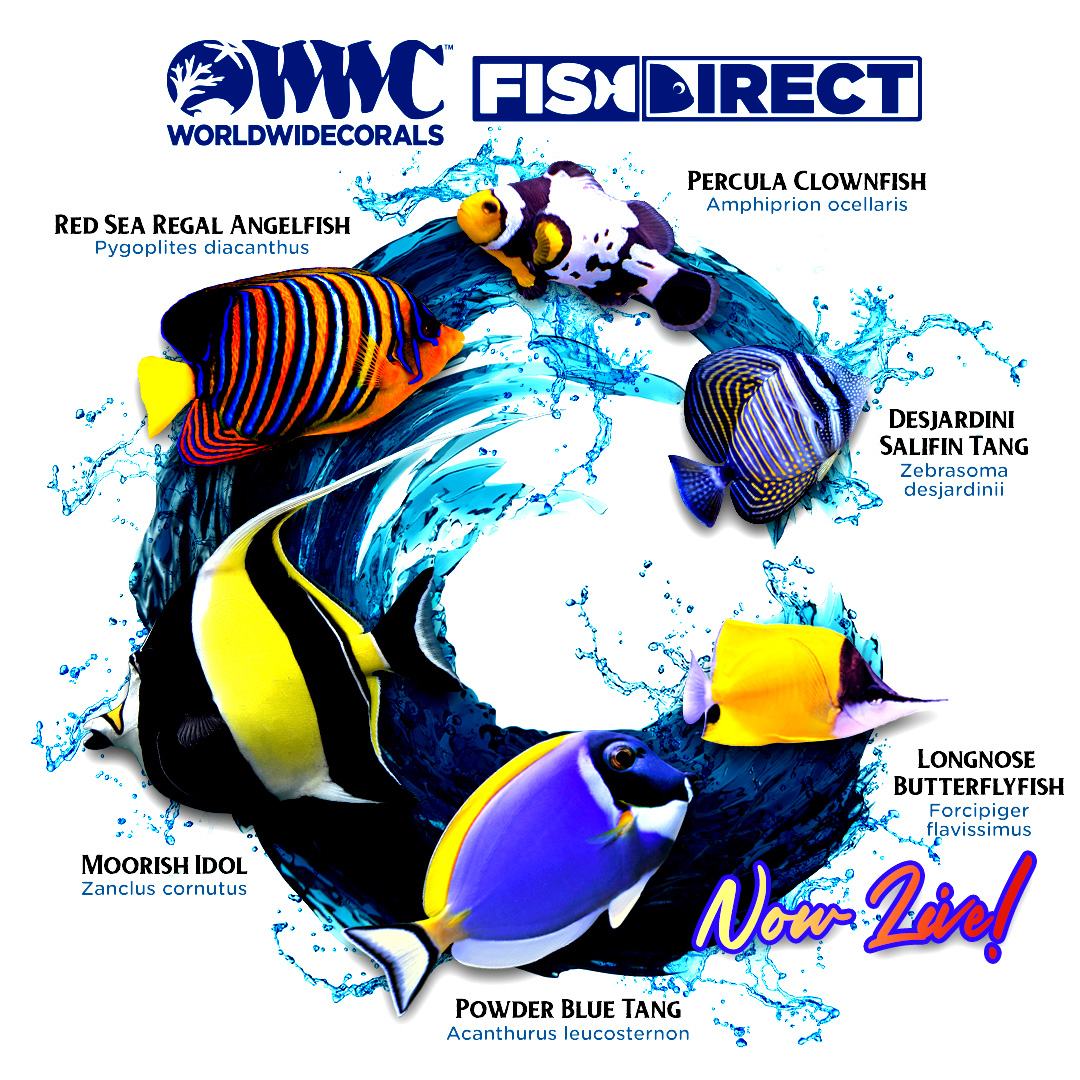 Fish-Direct-Launching-Graphic-2-Version-2.jpg
