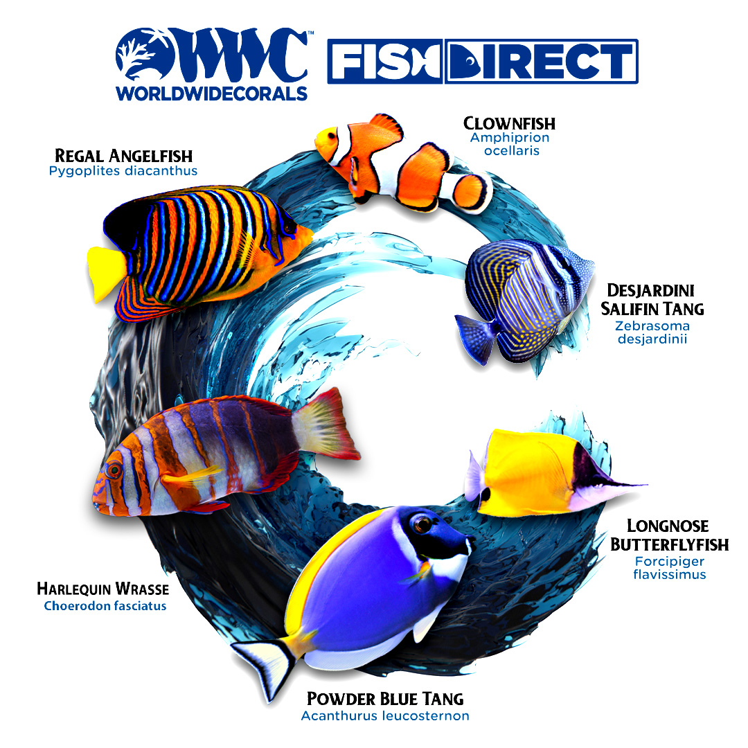 Fish Direct Launching Graphic1 (1).jpg