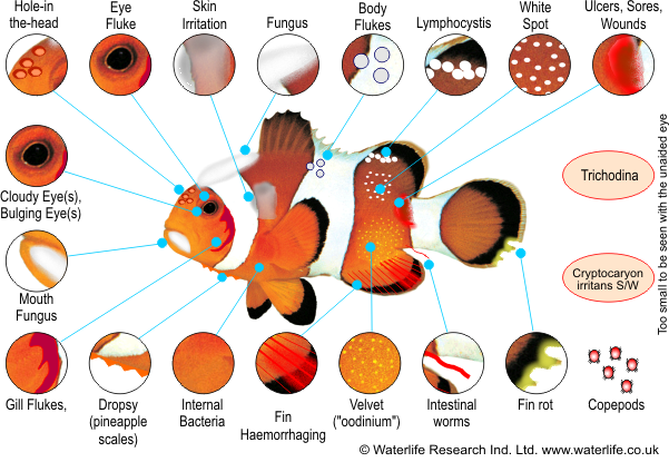 fish-disease-chart-marine.png