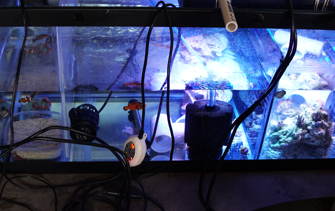Fish in Garage Tank.png