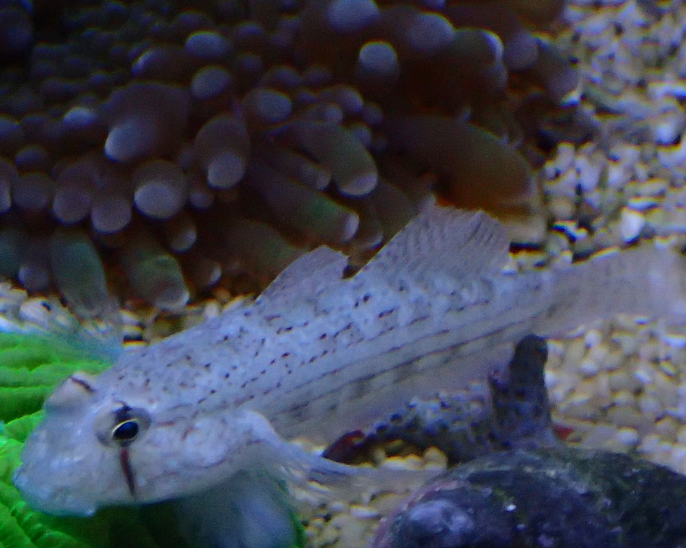 fish.jpg