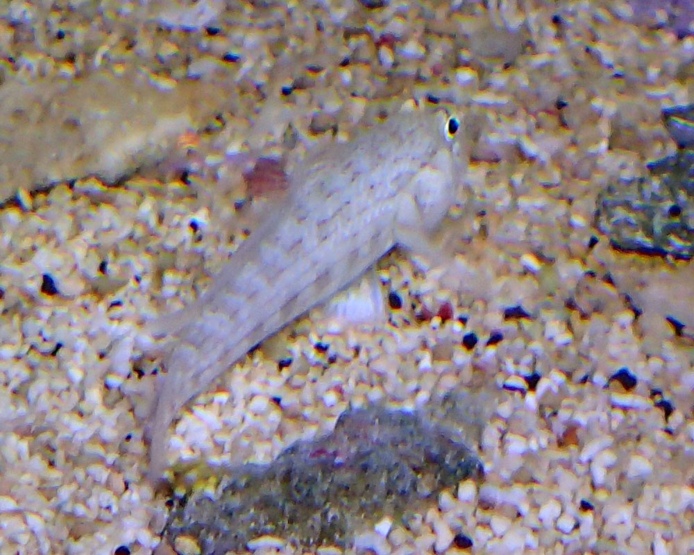 fish.jpg