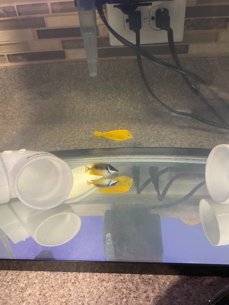 fish.jpg