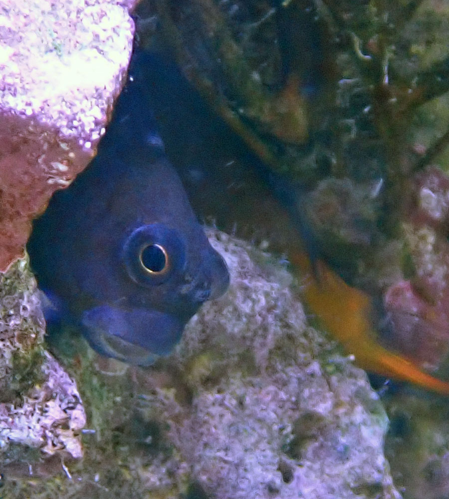 fish.jpg