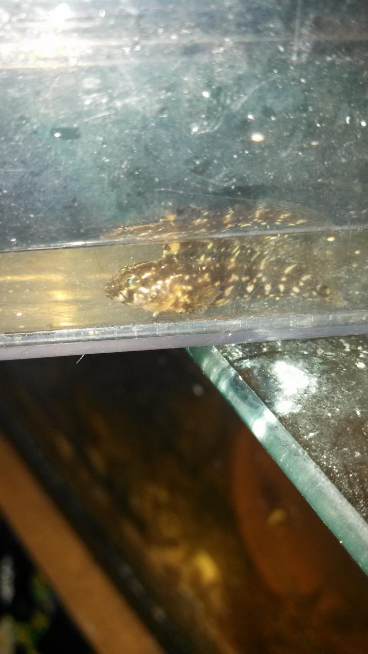 fish.jpg