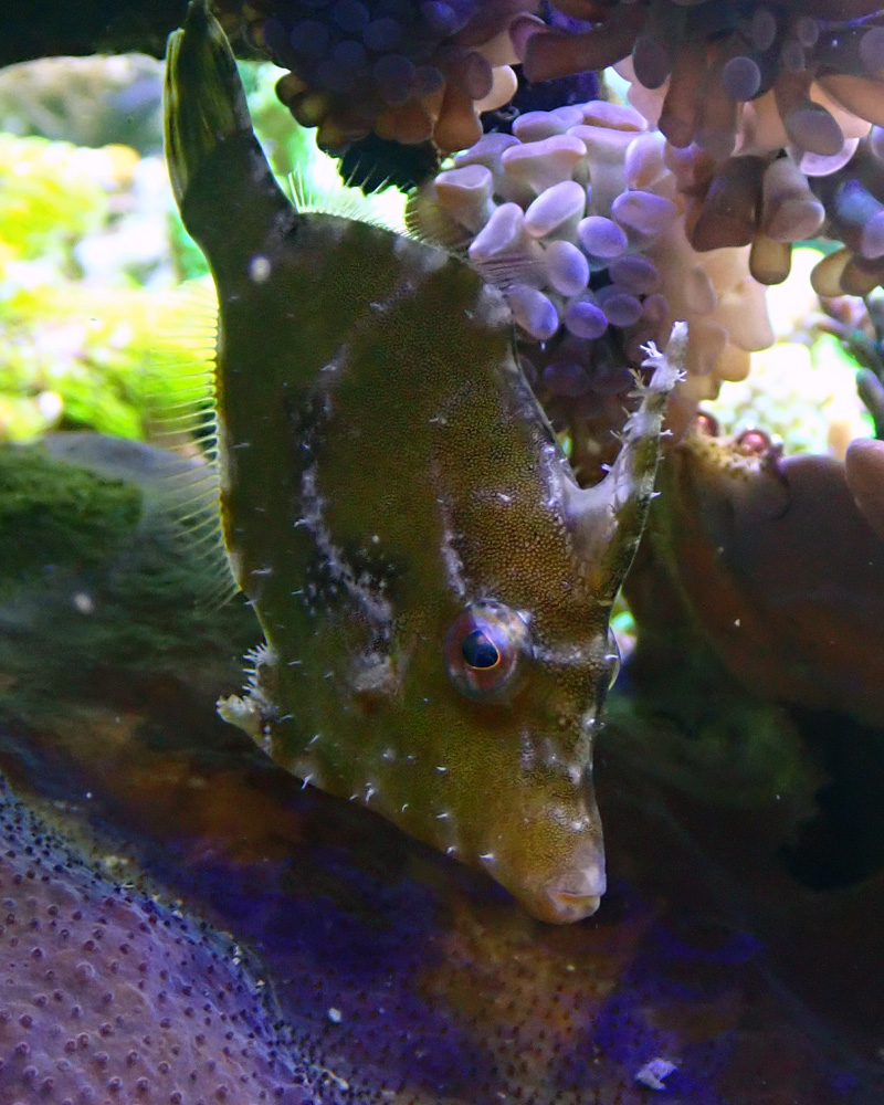 fish.jpg