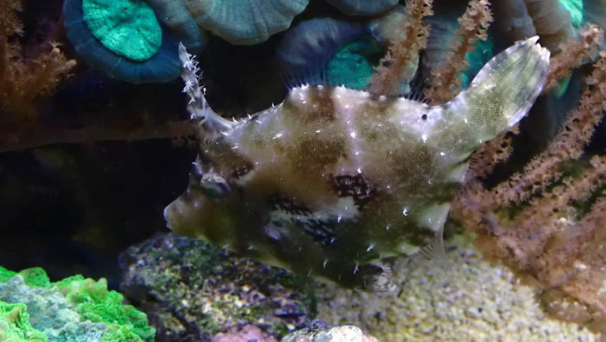 fish.jpg