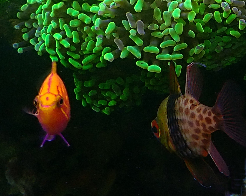 fish.JPG
