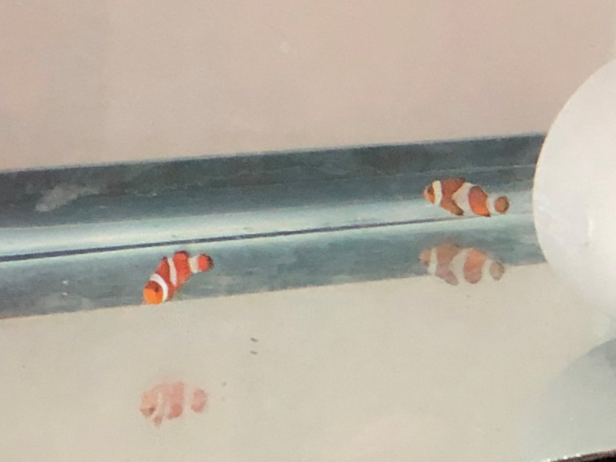 fish.jpg