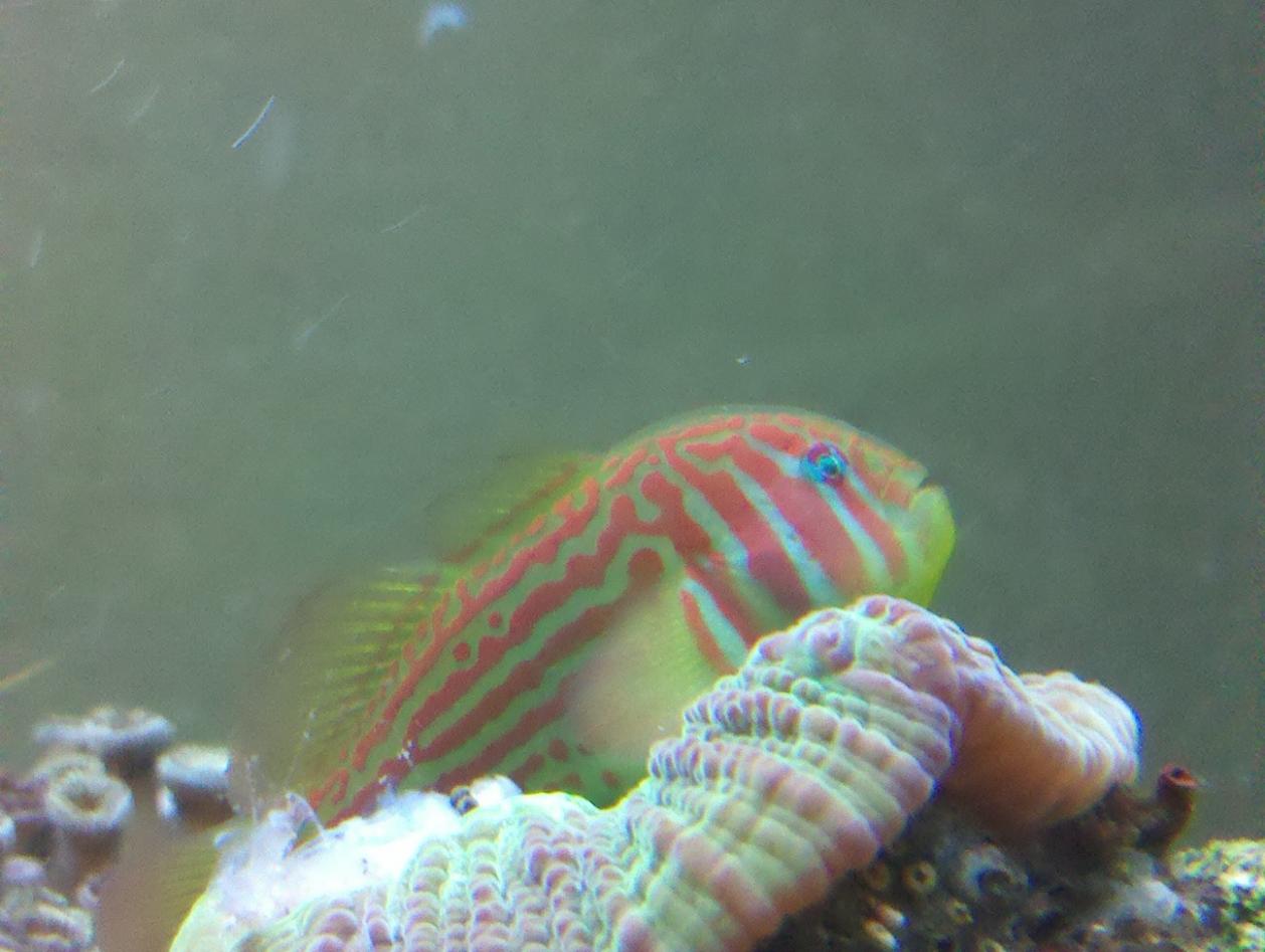 fish.jpg