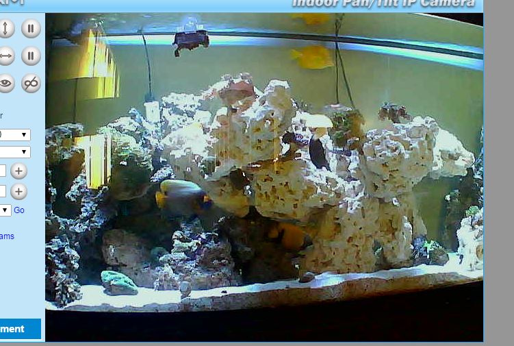 Fish.JPG