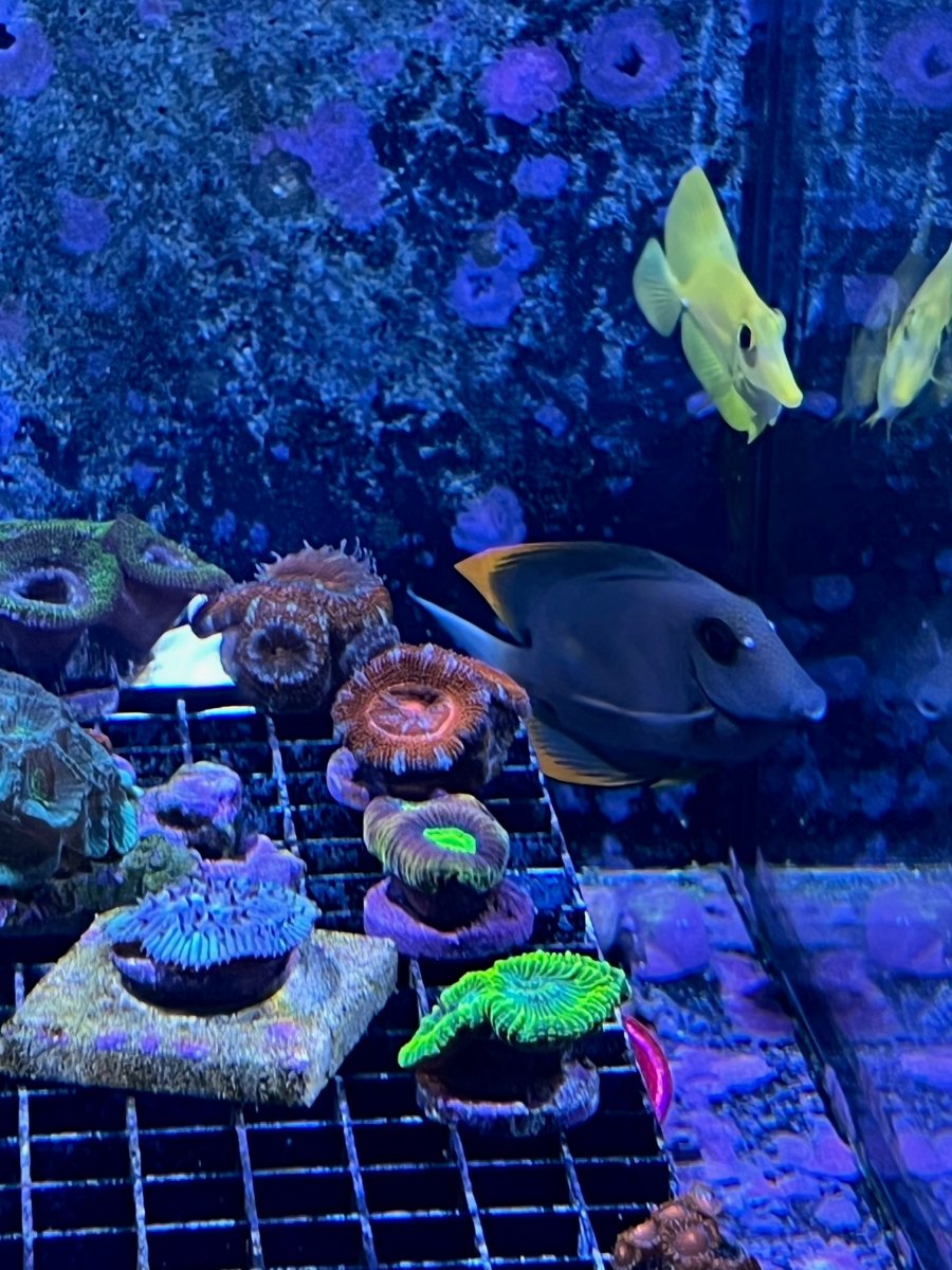 fish.jpg