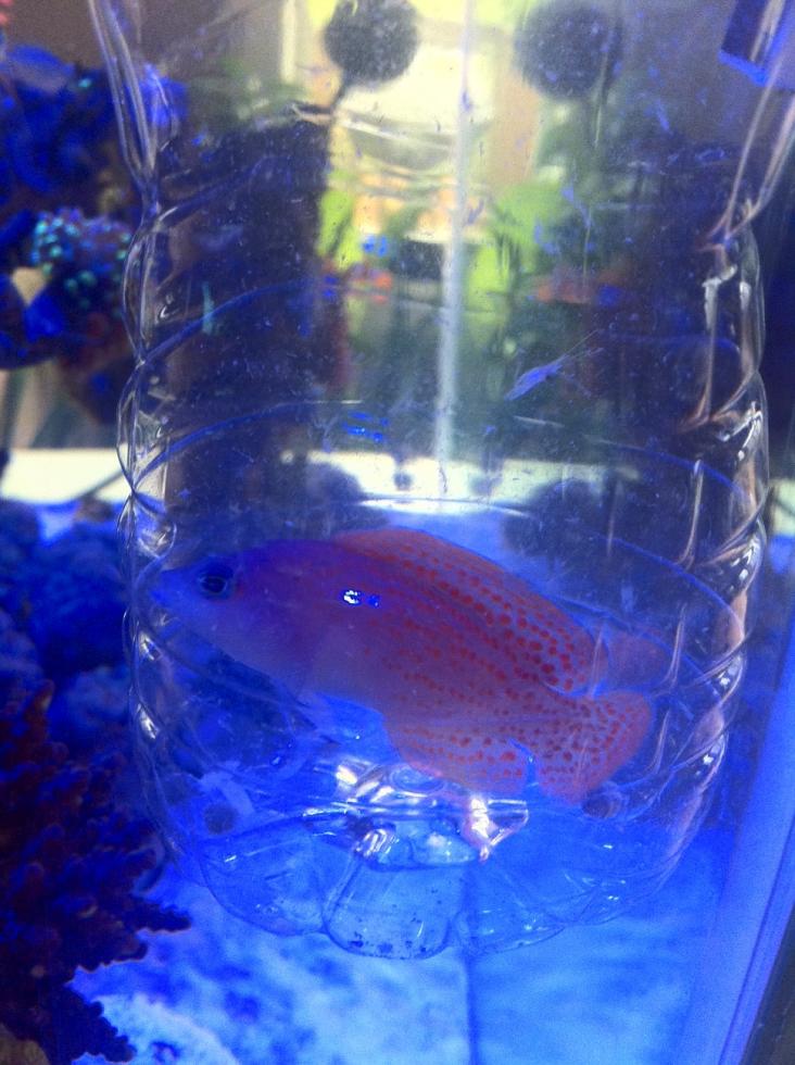 Fish.jpg