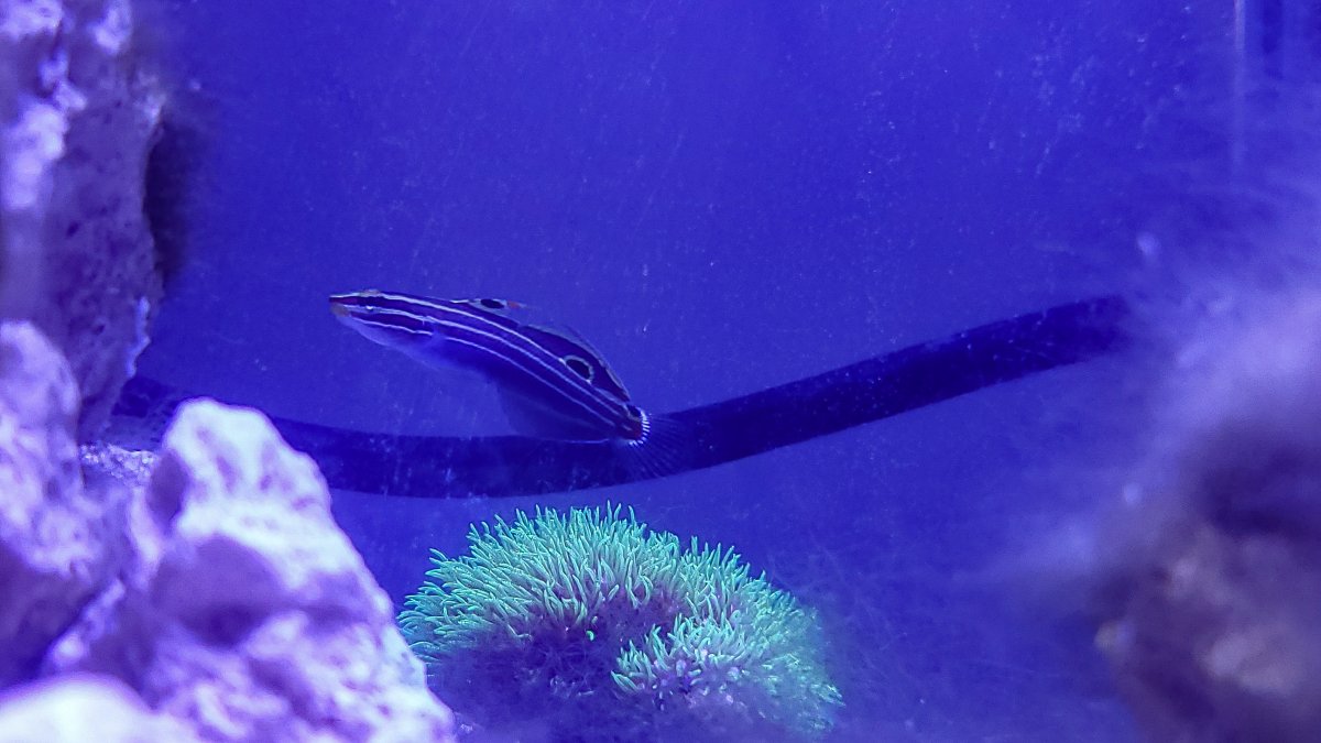 Fish.jpg