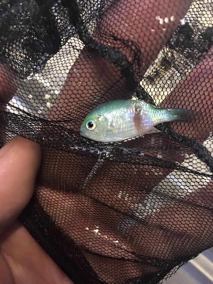 fish.jpg