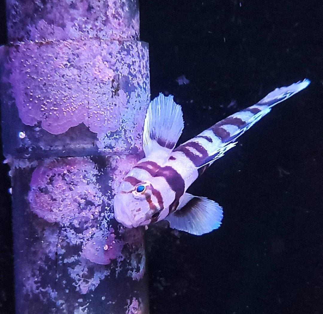 REEF OF THE MONTH - April 2023: Lilo's Exquisite Softy Pico Reef! A 6 ...