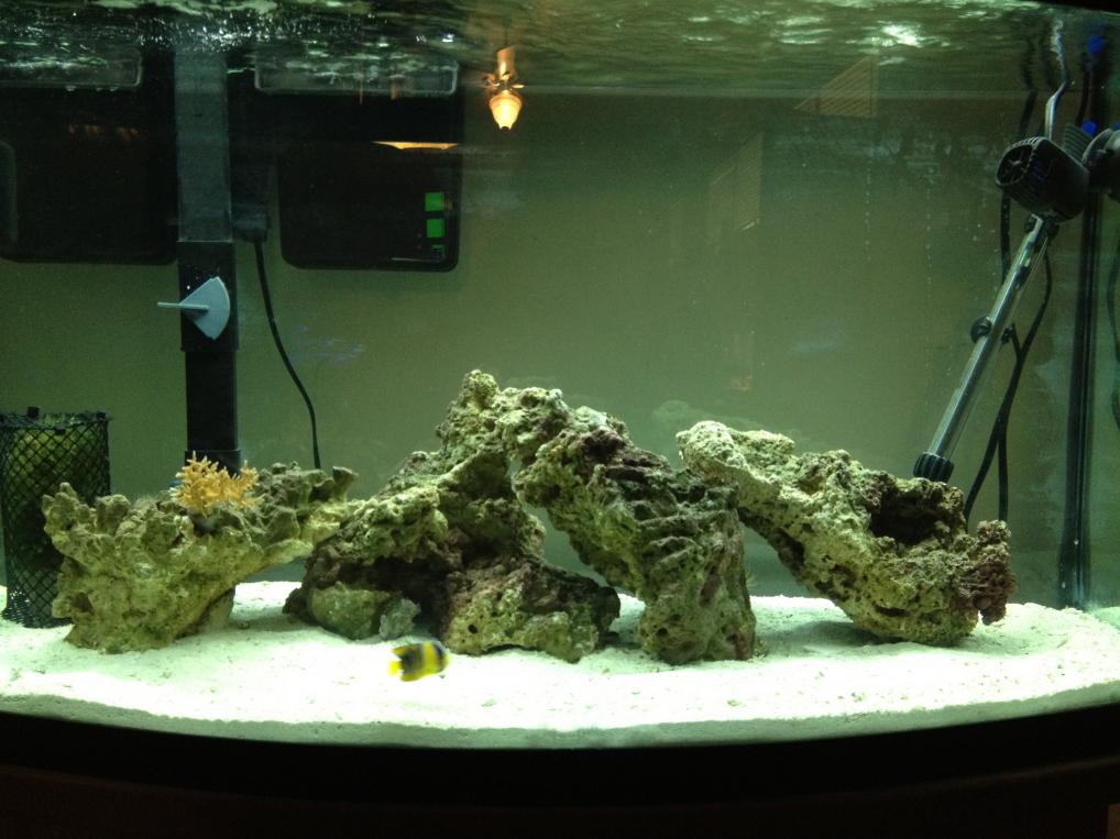 fish.jpg
