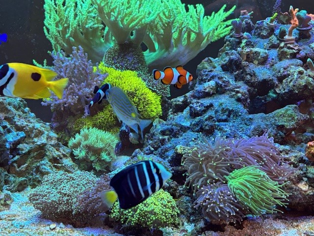 fish.jpg