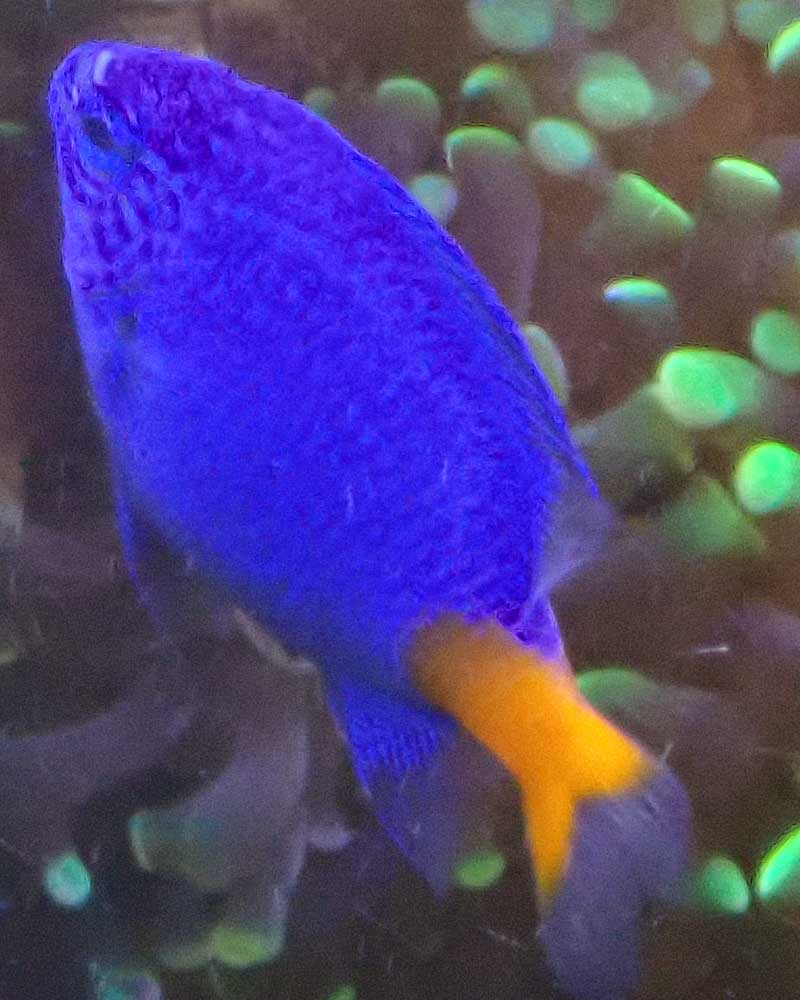 fish.jpg