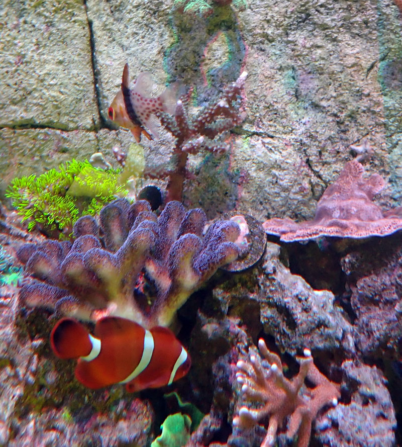 fish.jpg