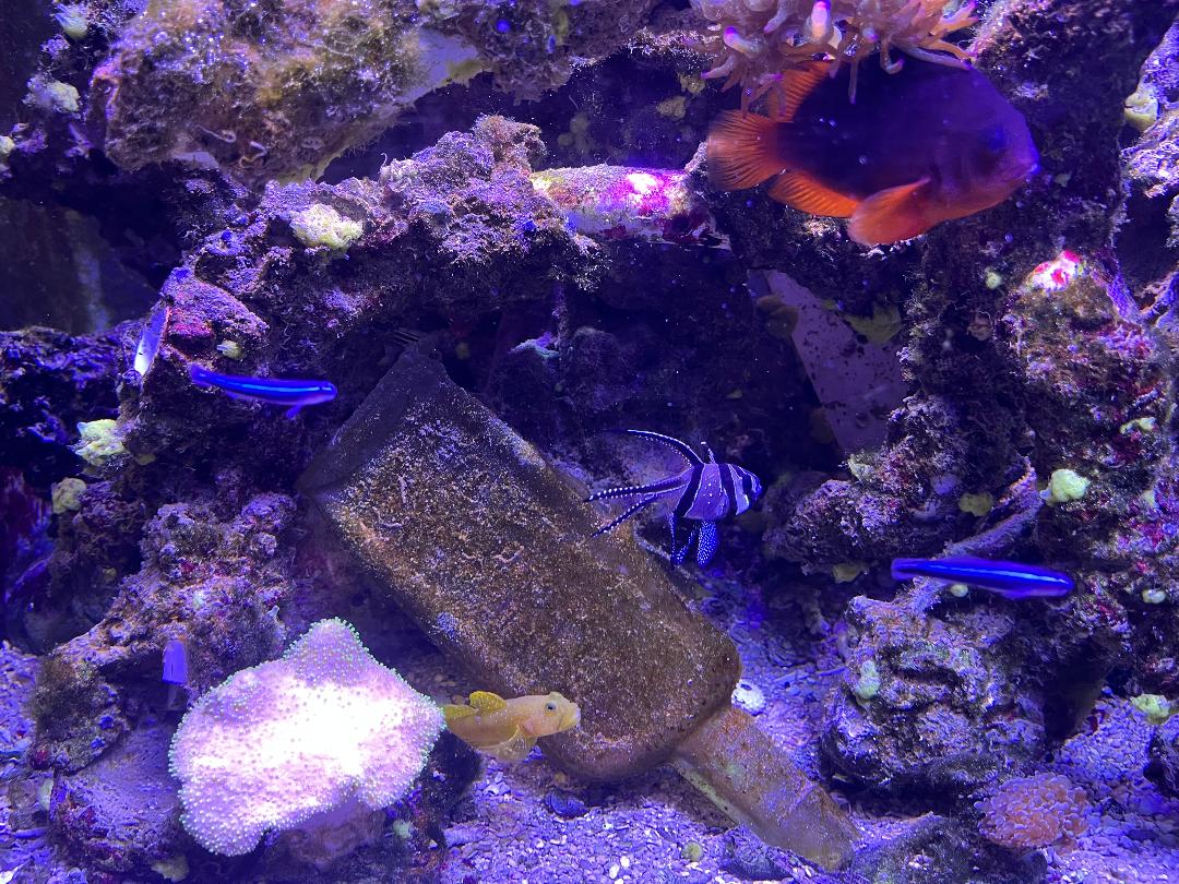 Fish.jpg