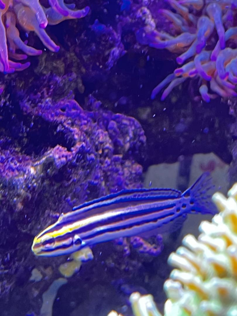 Fish.jpg