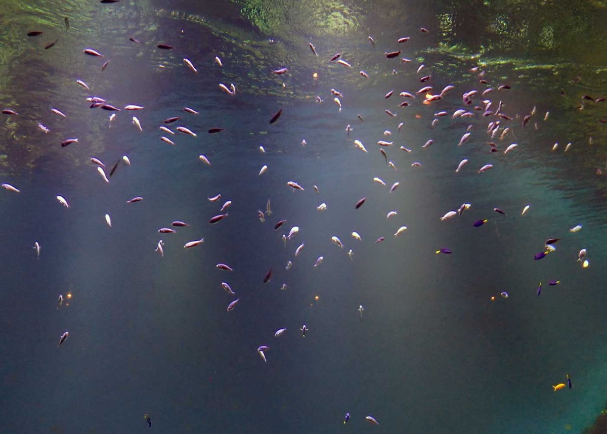 fish.jpg
