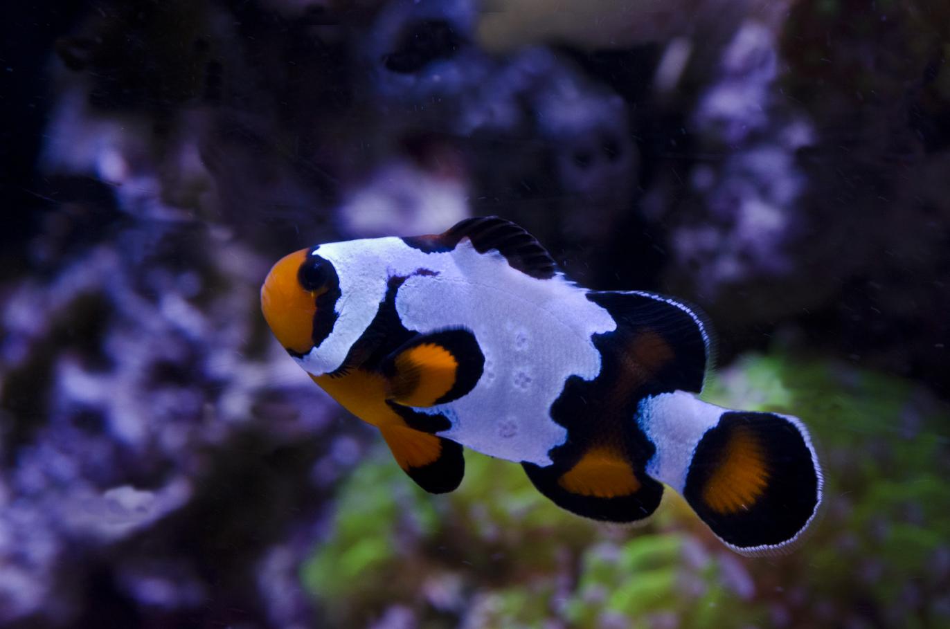 fish.jpg