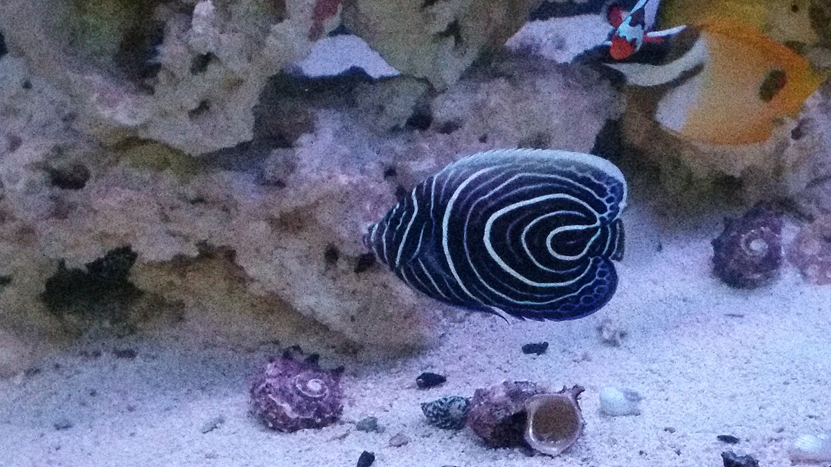 fish.jpg