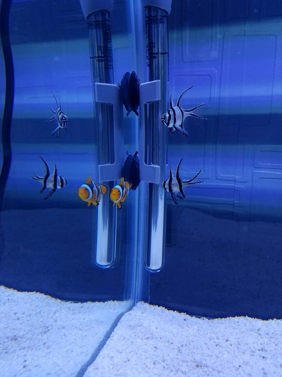 fish.jpg