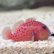 fish.jpg