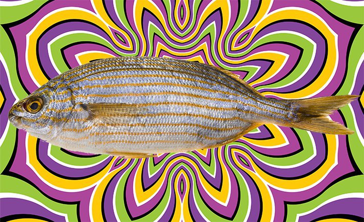 fish night.jpeg