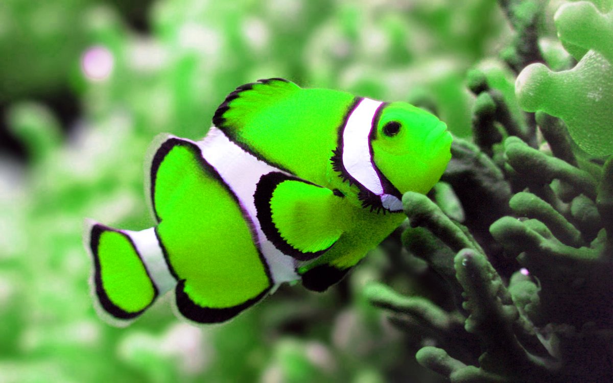 fish-photo-green.jpg
