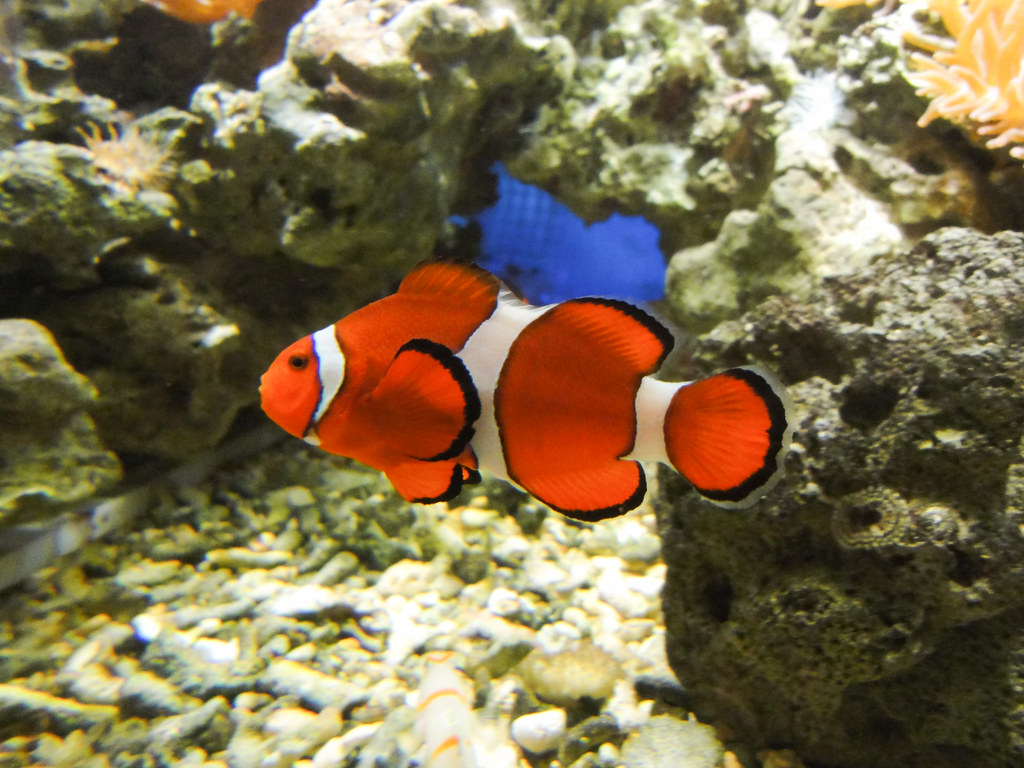 How to Pick Saltwater Fish for Your New Reef Tank | Reef2Reef