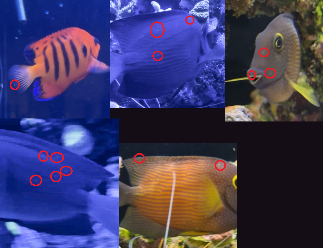 FISH.png