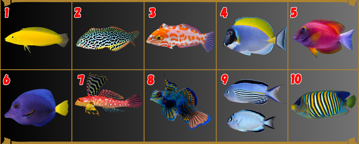 fish r2r template.png