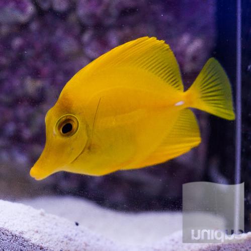 Fish-Tang-Yellow4 -  Mar17.jpg