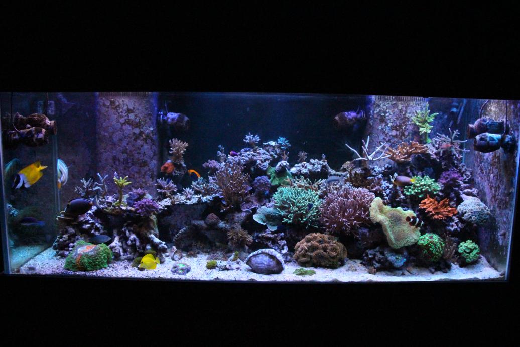 fish tank 006.jpg