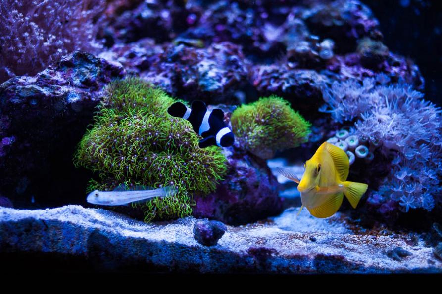 FISH TANK-3.jpg