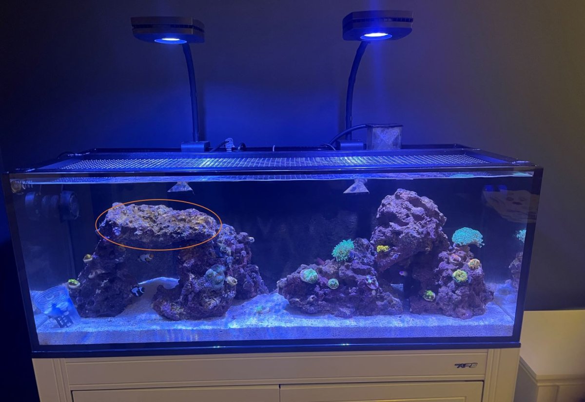 Fish Tank Algae1.JPG