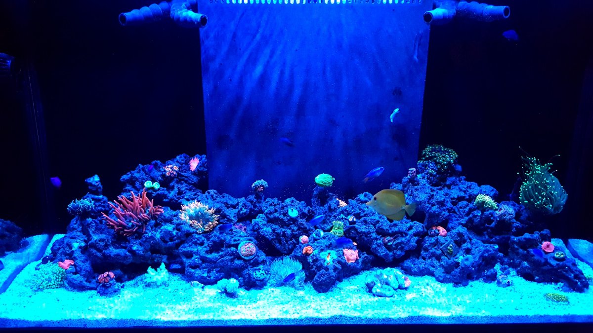 fish tank.jpeg