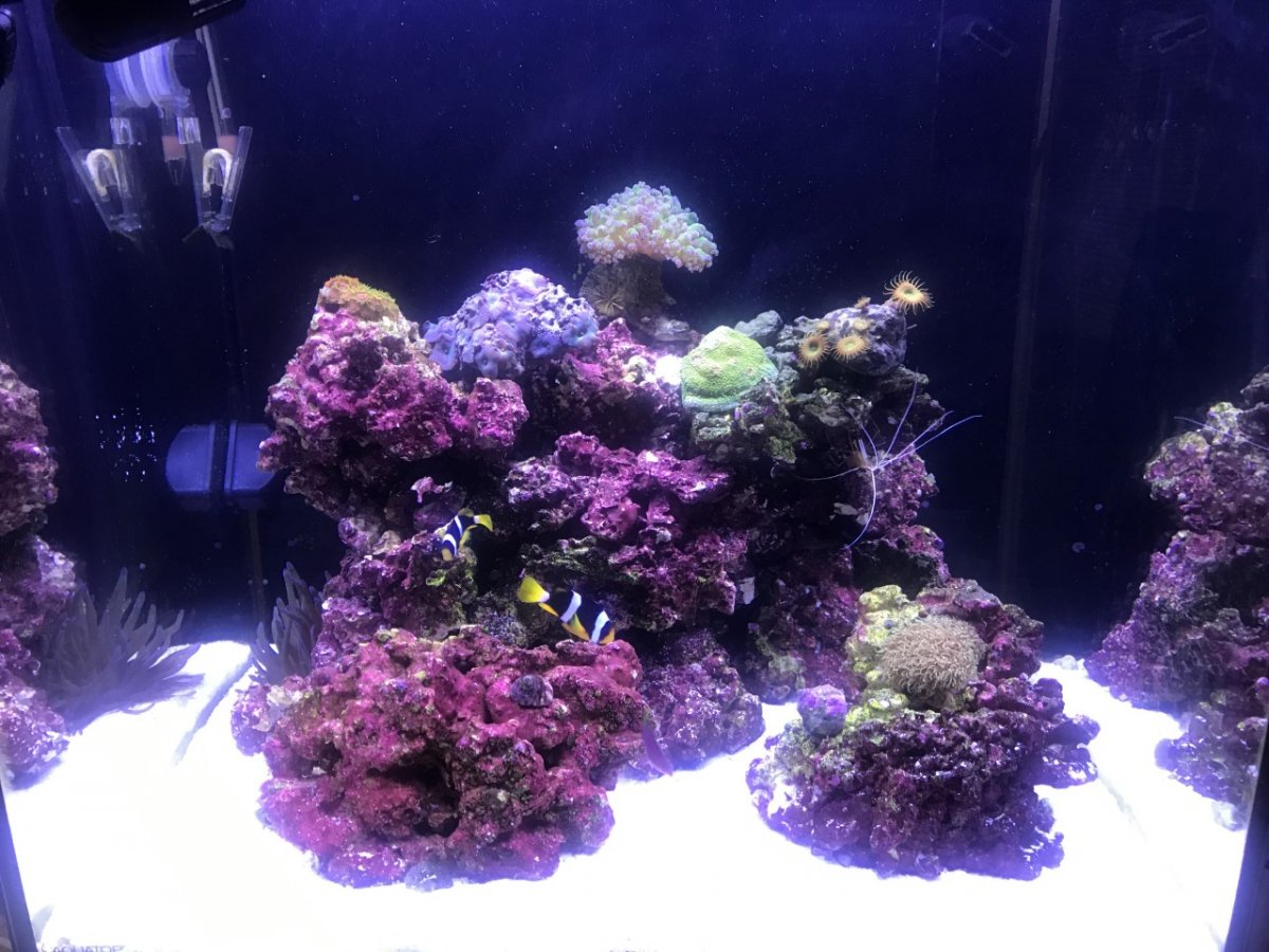 Fish tank.jpg